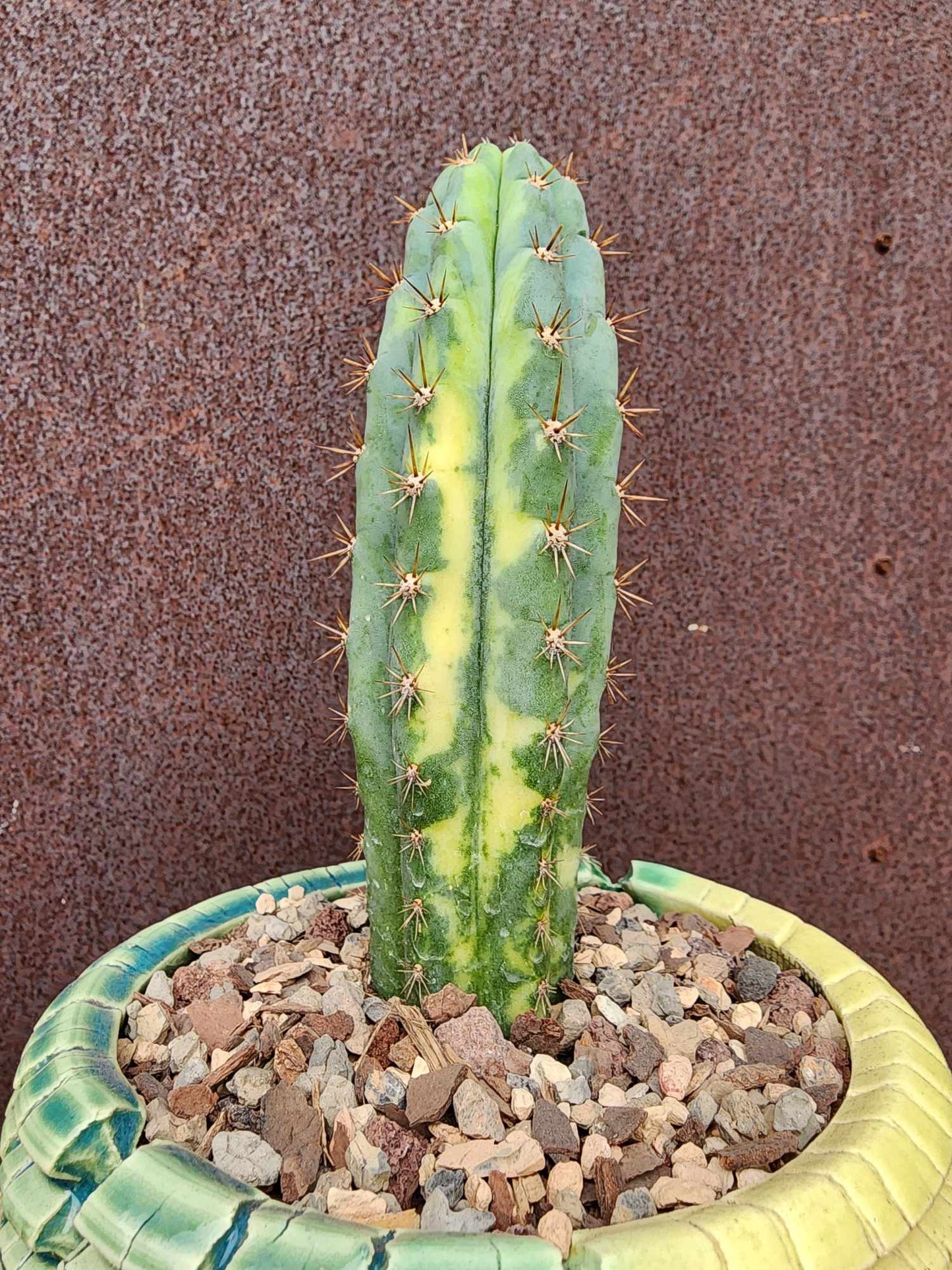 Trichocereus pachanoi variegata – Variegated San Pedro Cactus