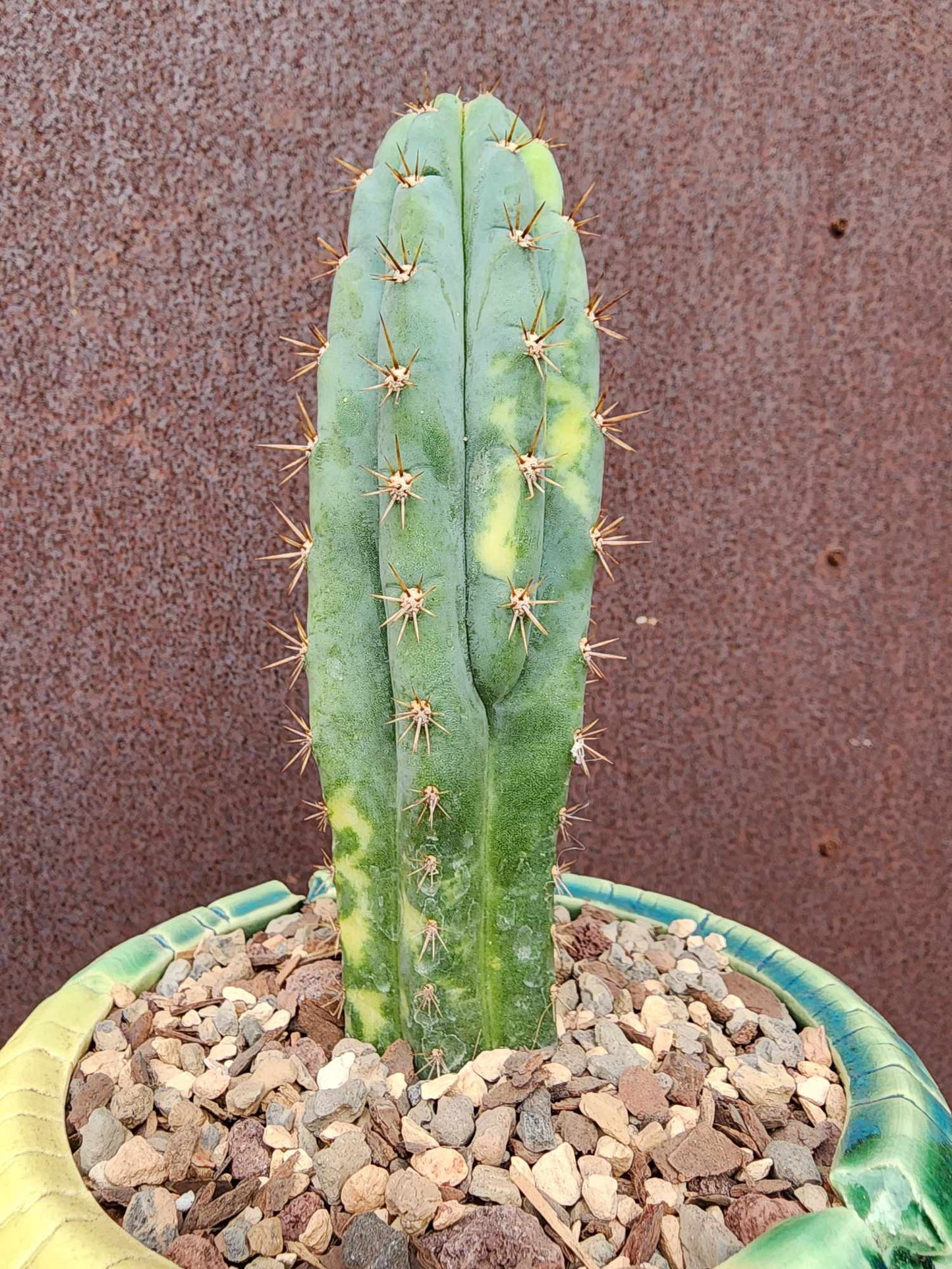 Trichocereus pachanoi variegata – Variegated San Pedro Cactus