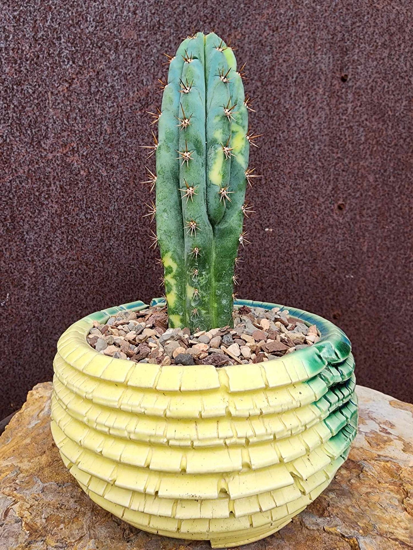 Trichocereus pachanoi variegata – Variegated San Pedro Cactus
