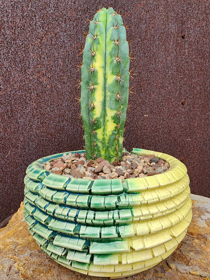 Trichocereus pachanoi variegata – Variegated San Pedro Cactus