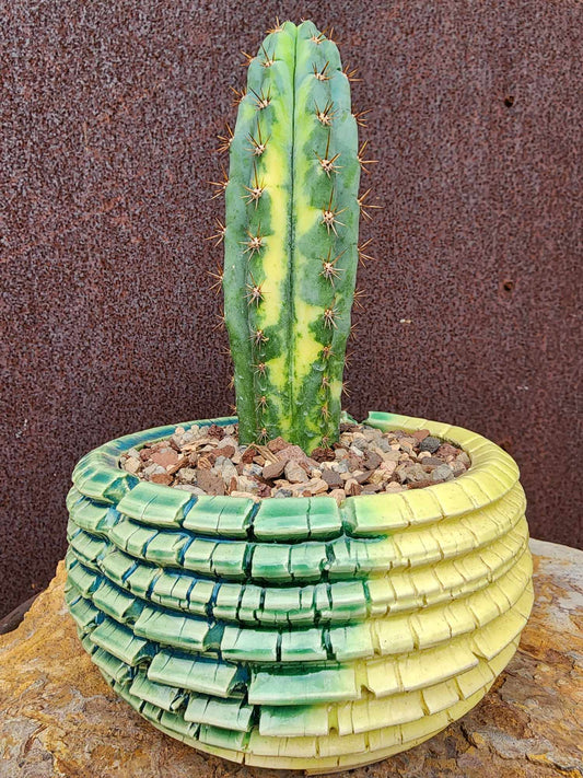 Trichocereus pachanoi variegata – Variegated San Pedro Cactus