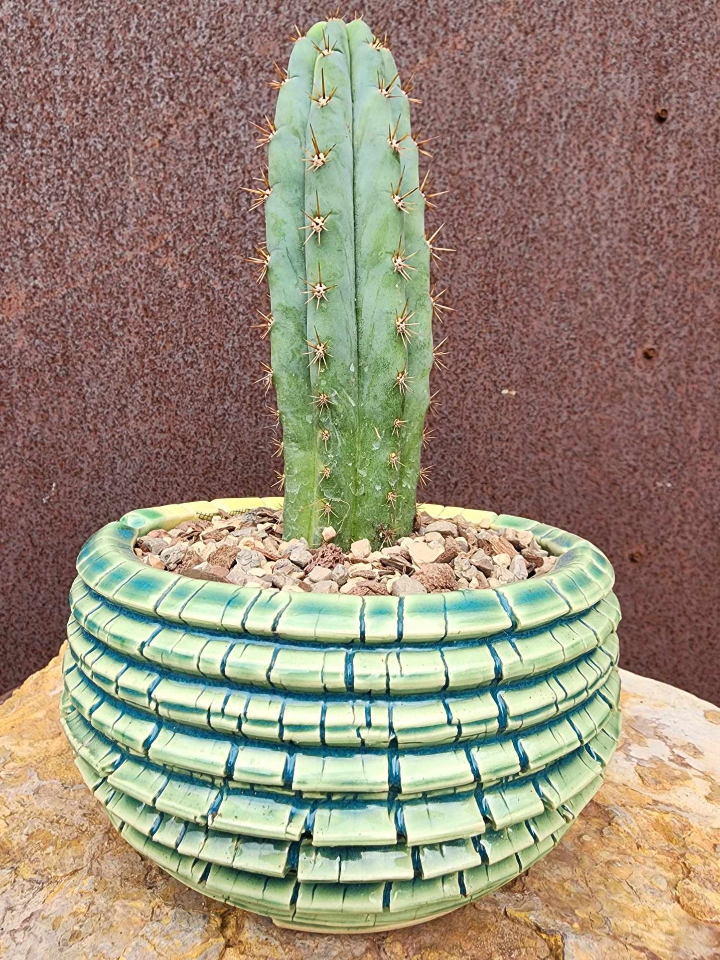 Trichocereus pachanoi variegata – Variegated San Pedro Cactus