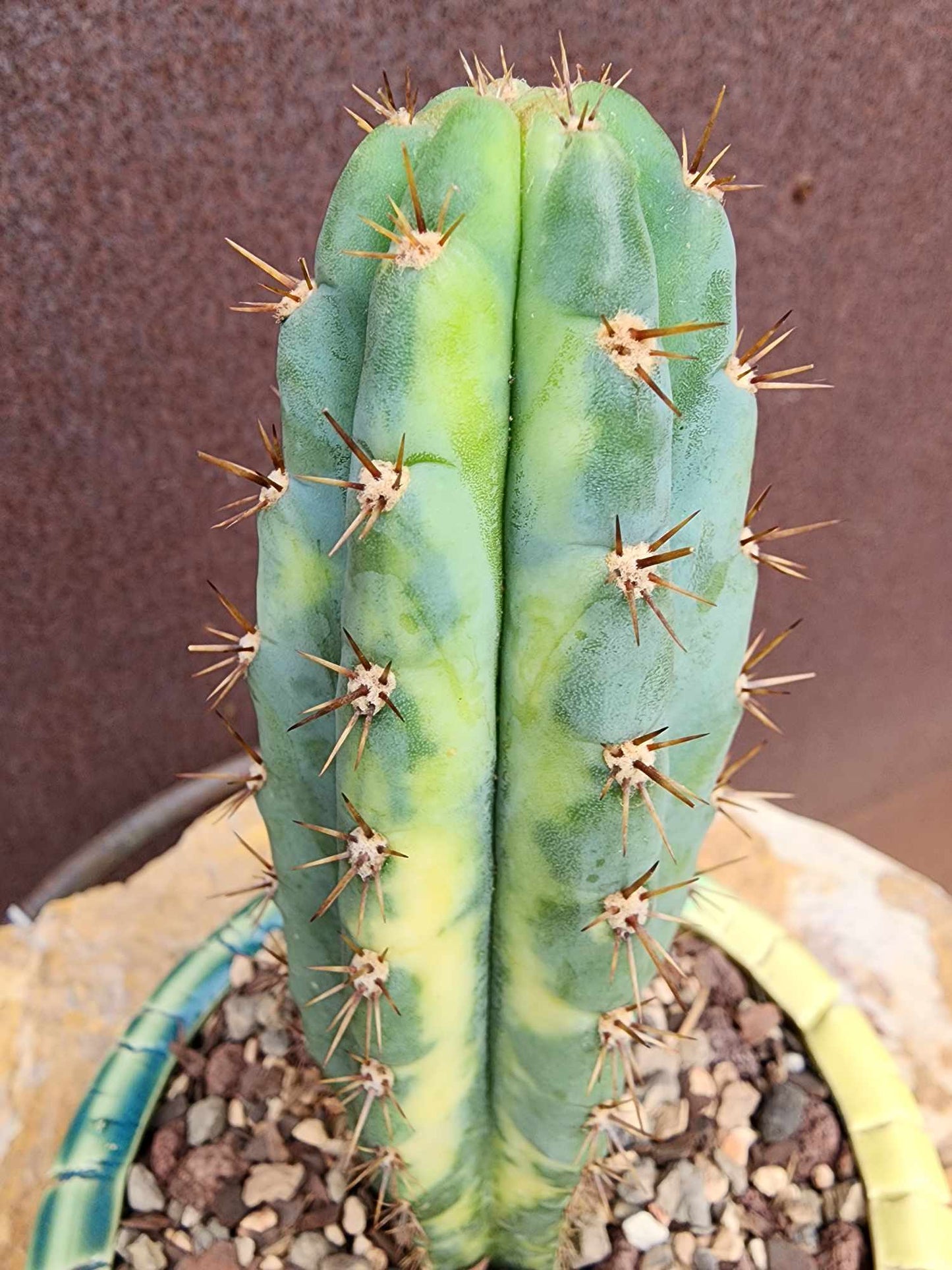 Trichocereus pachanoi variegata – Variegated San Pedro Cactus