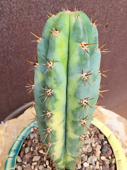 Trichocereus pachanoi variegata – Variegated San Pedro Cactus