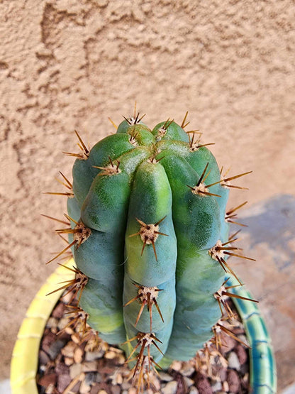 Trichocereus pachanoi variegata – Variegated San Pedro Cactus