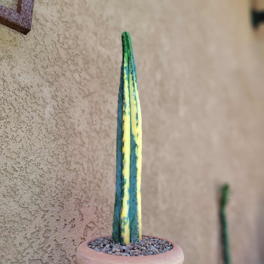 Trichocereus pachanoi variegata – Variegated San Pedro Cactus