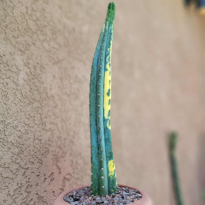 Trichocereus pachanoi variegata – Variegated San Pedro Cactus