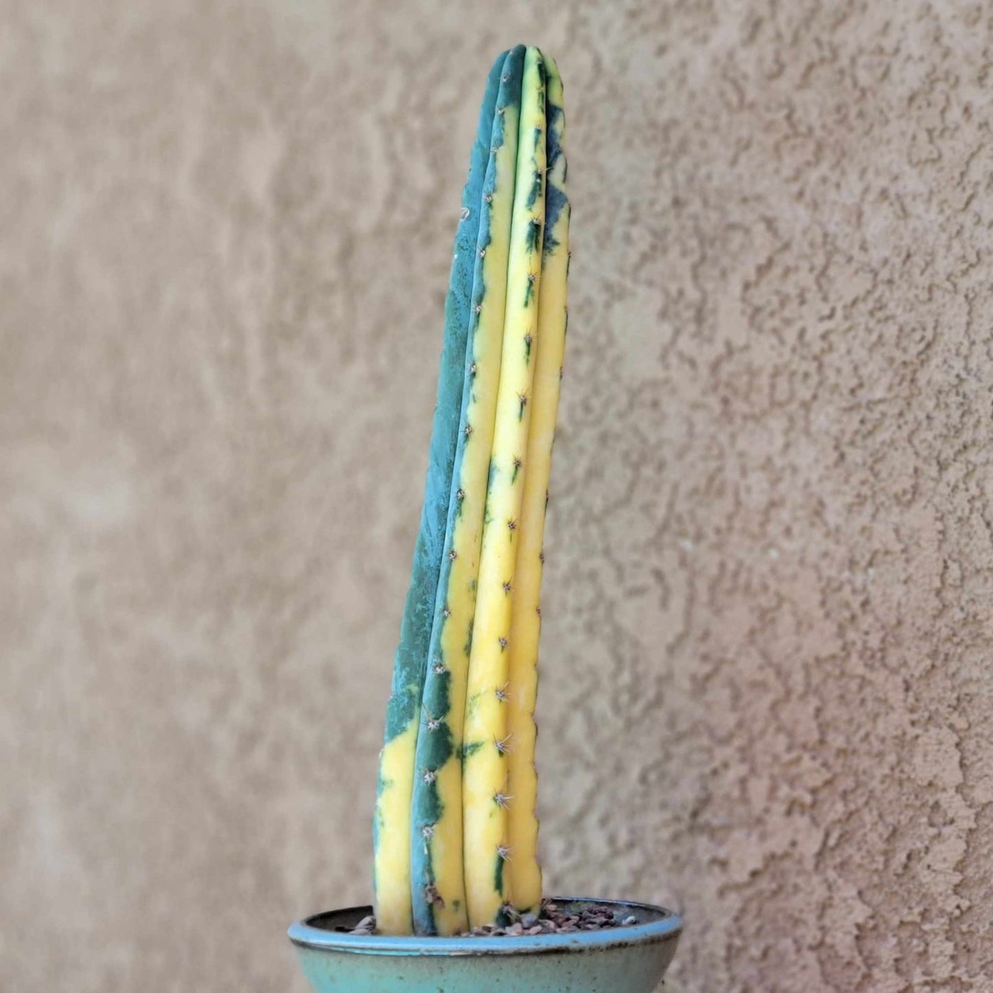 Trichocereus pachanoi variegata – Variegated San Pedro Cactus