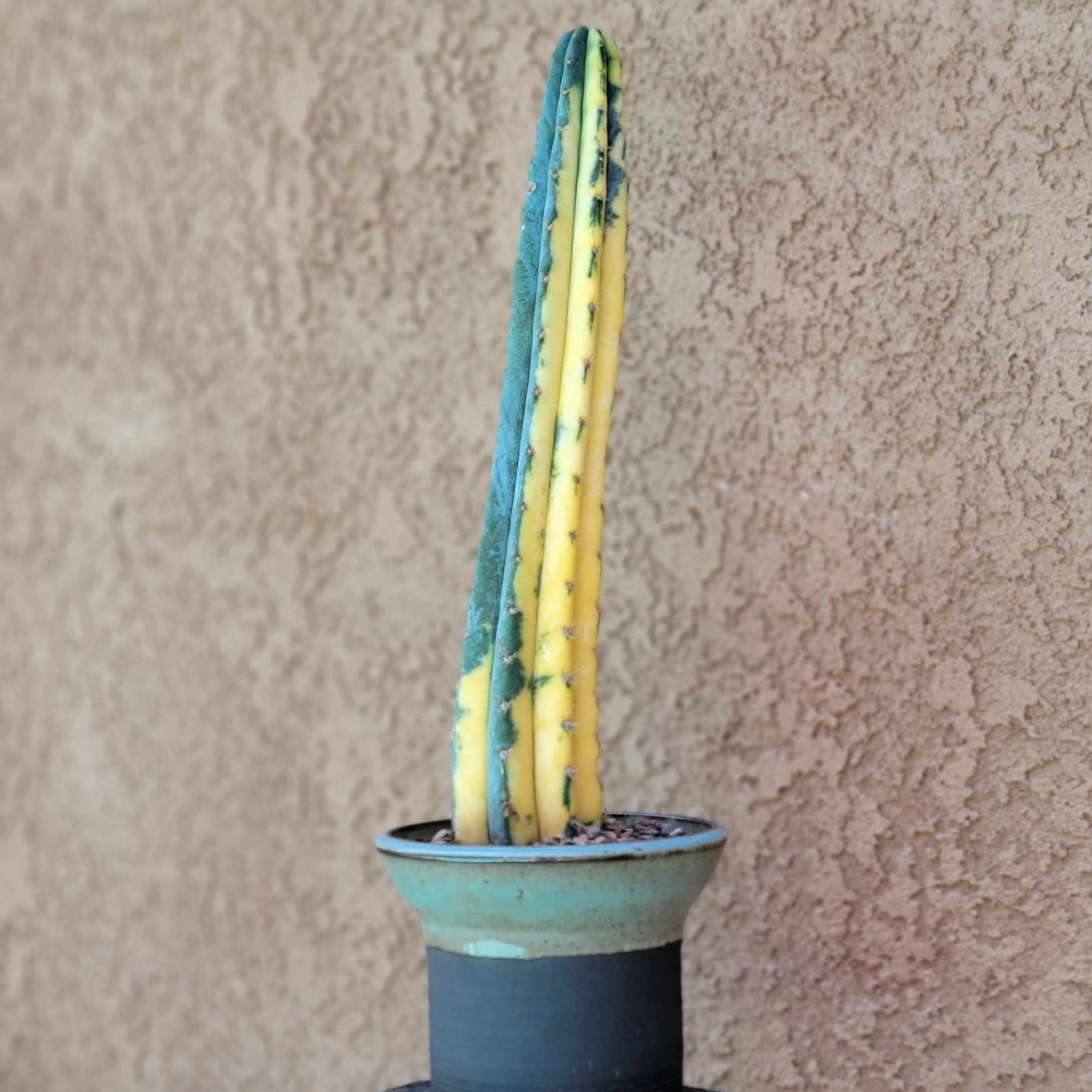 Trichocereus pachanoi variegata – Variegated San Pedro Cactus
