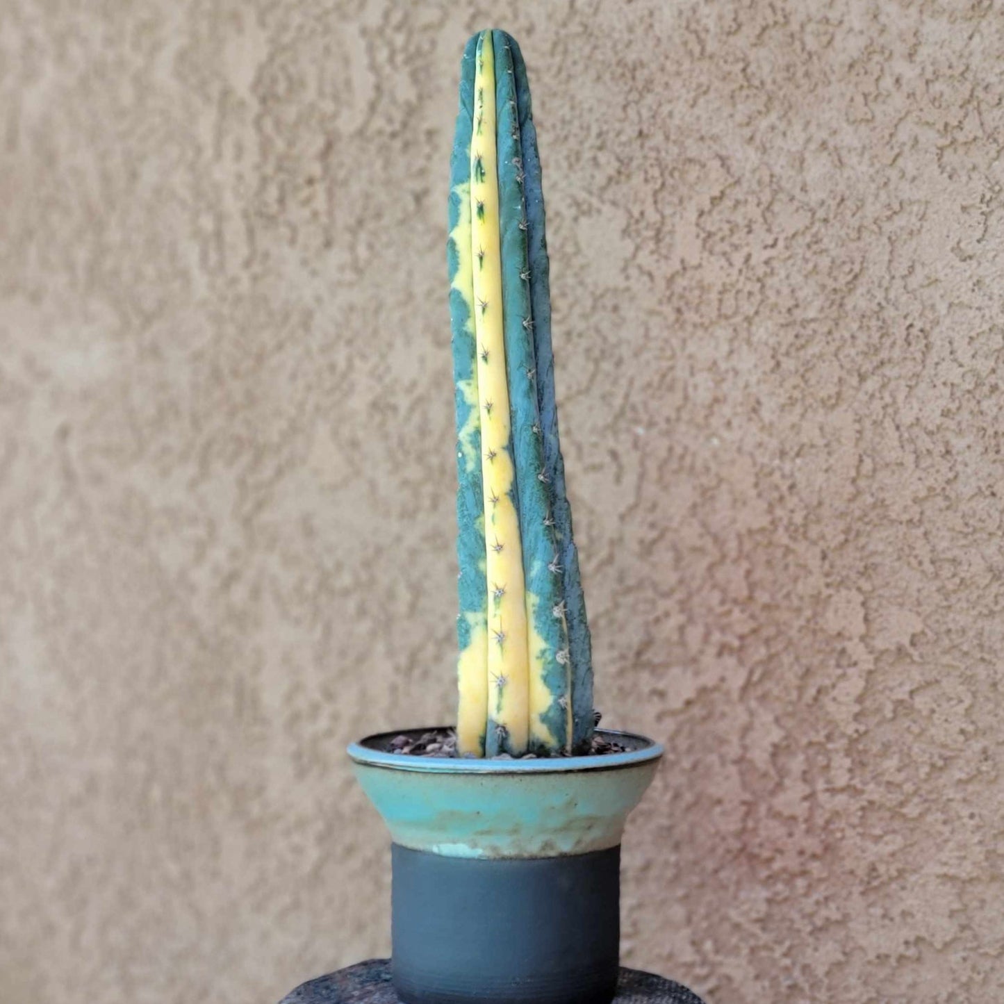 Trichocereus pachanoi variegata – Variegated San Pedro Cactus