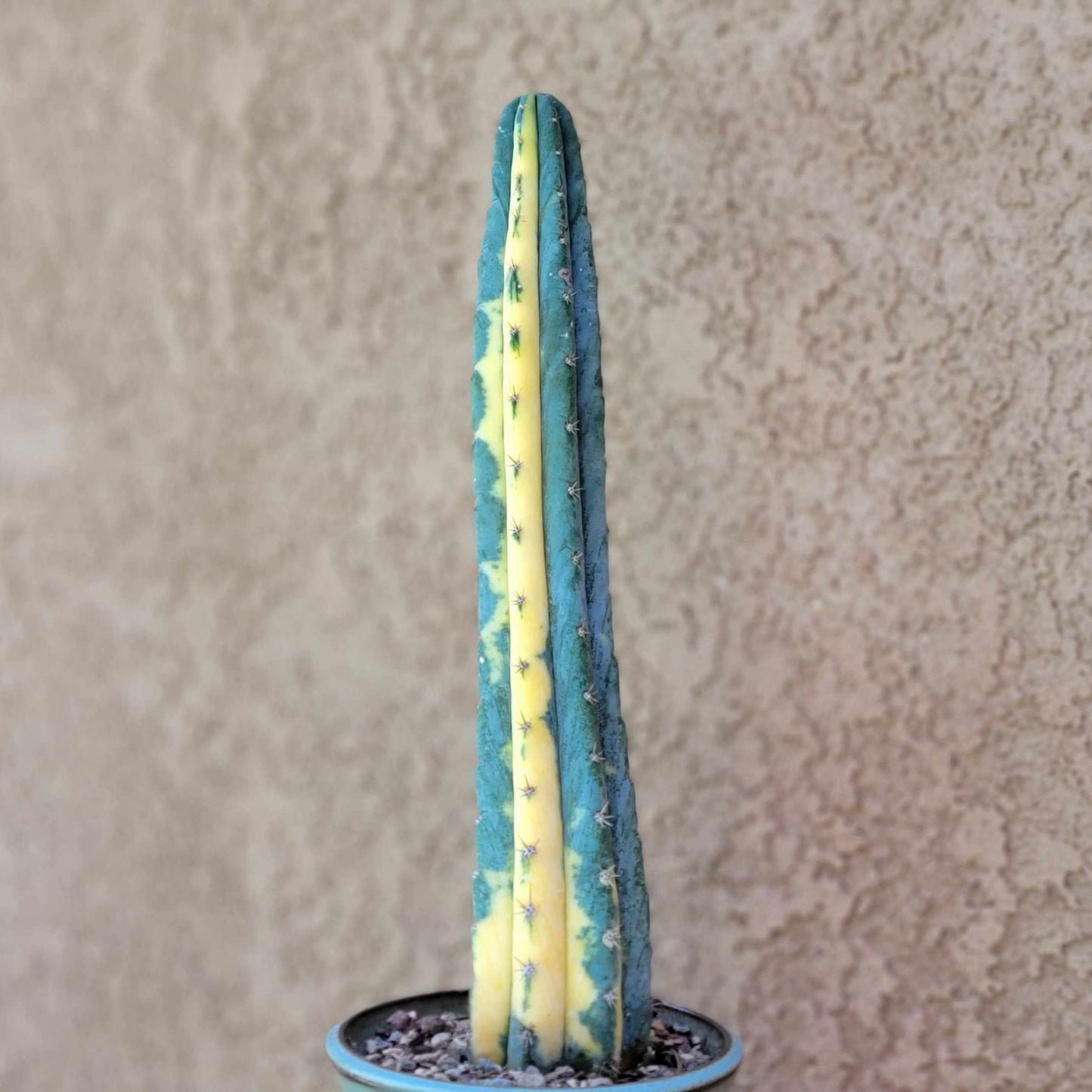 Trichocereus pachanoi variegata – Variegated San Pedro Cactus