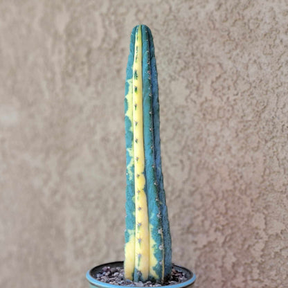 Trichocereus pachanoi variegata – Variegated San Pedro Cactus