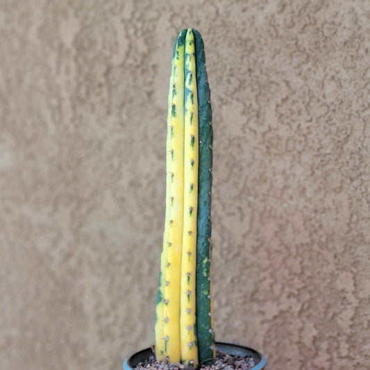 Trichocereus pachanoi variegata – Variegated San Pedro Cactus