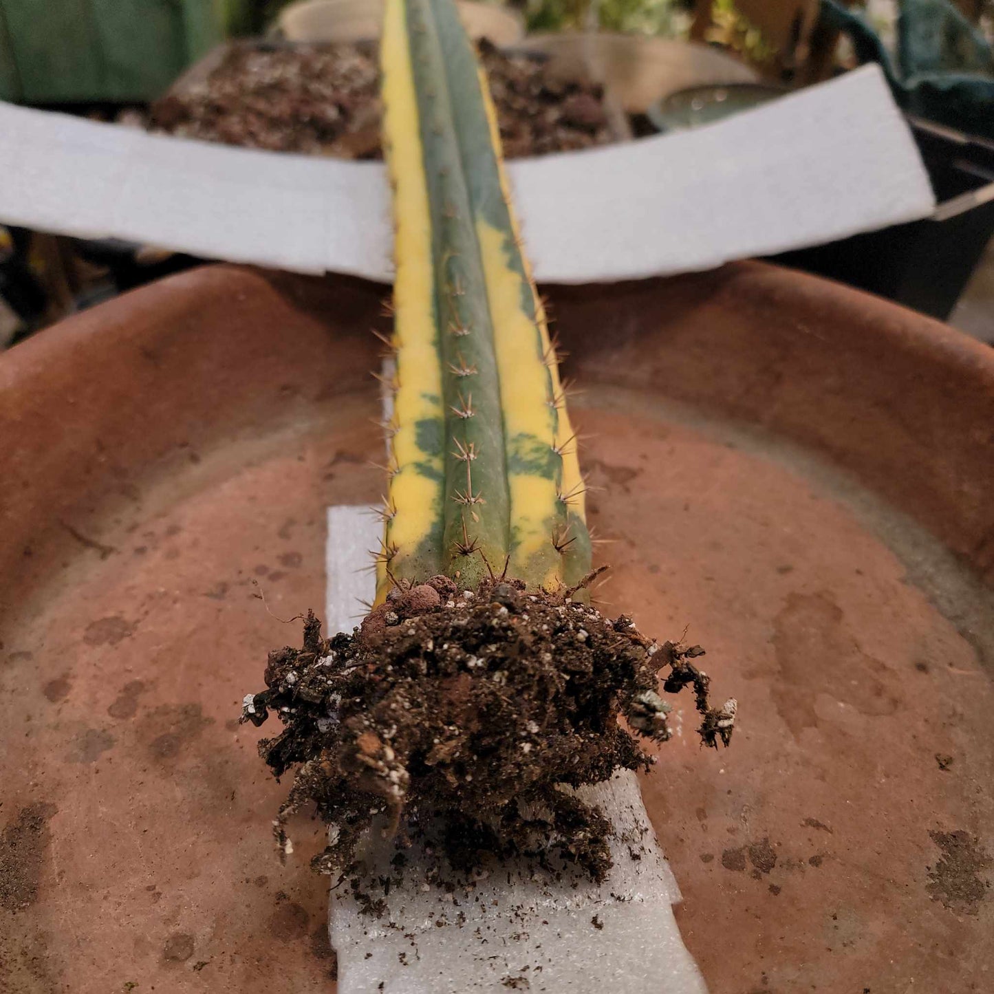 Trichocereus pachanoi variegata – Variegated San Pedro Cactus
