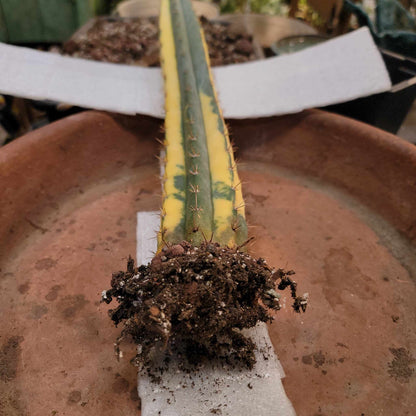 Trichocereus pachanoi variegata – Variegated San Pedro Cactus