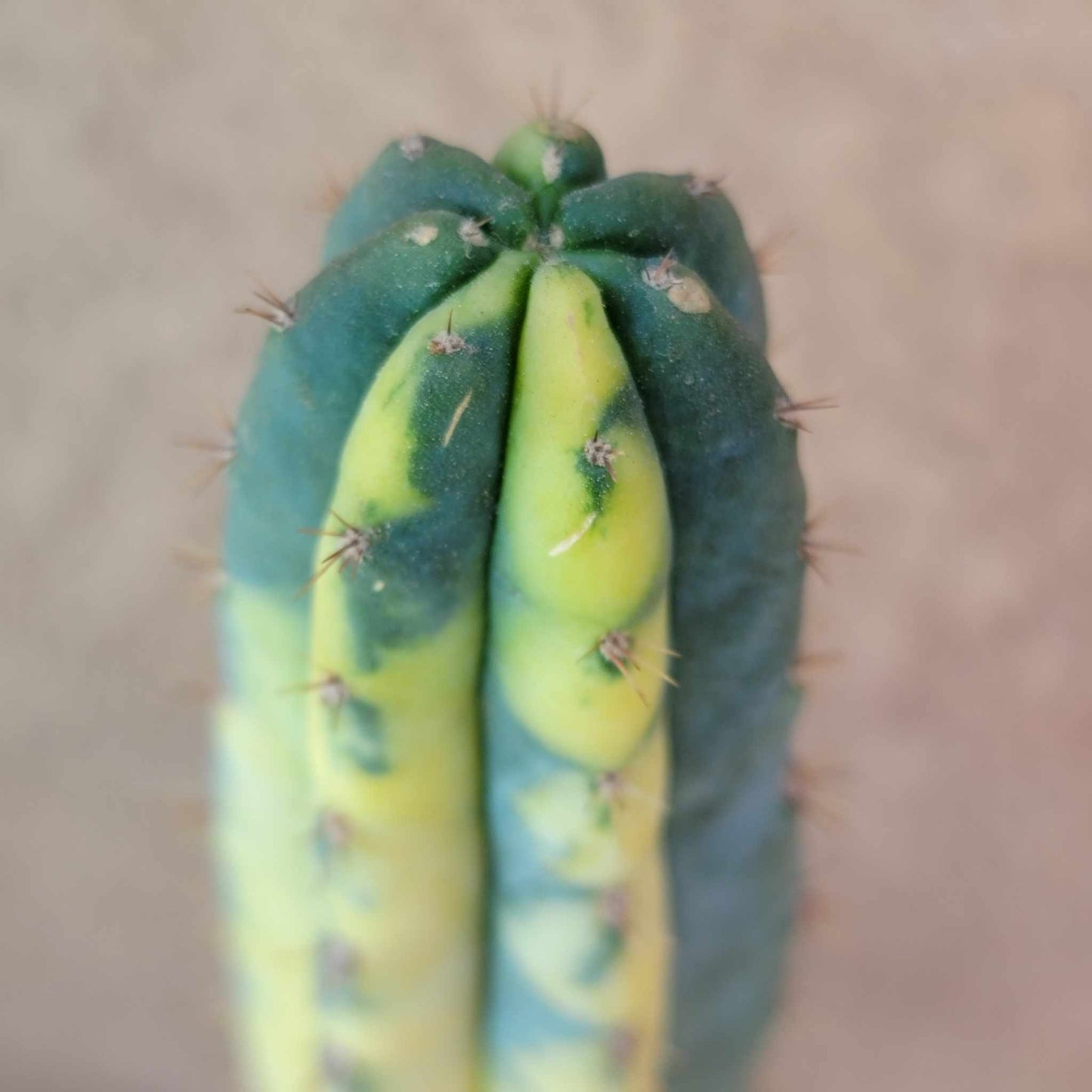 Trichocereus pachanoi variegata – Variegated San Pedro Cactus