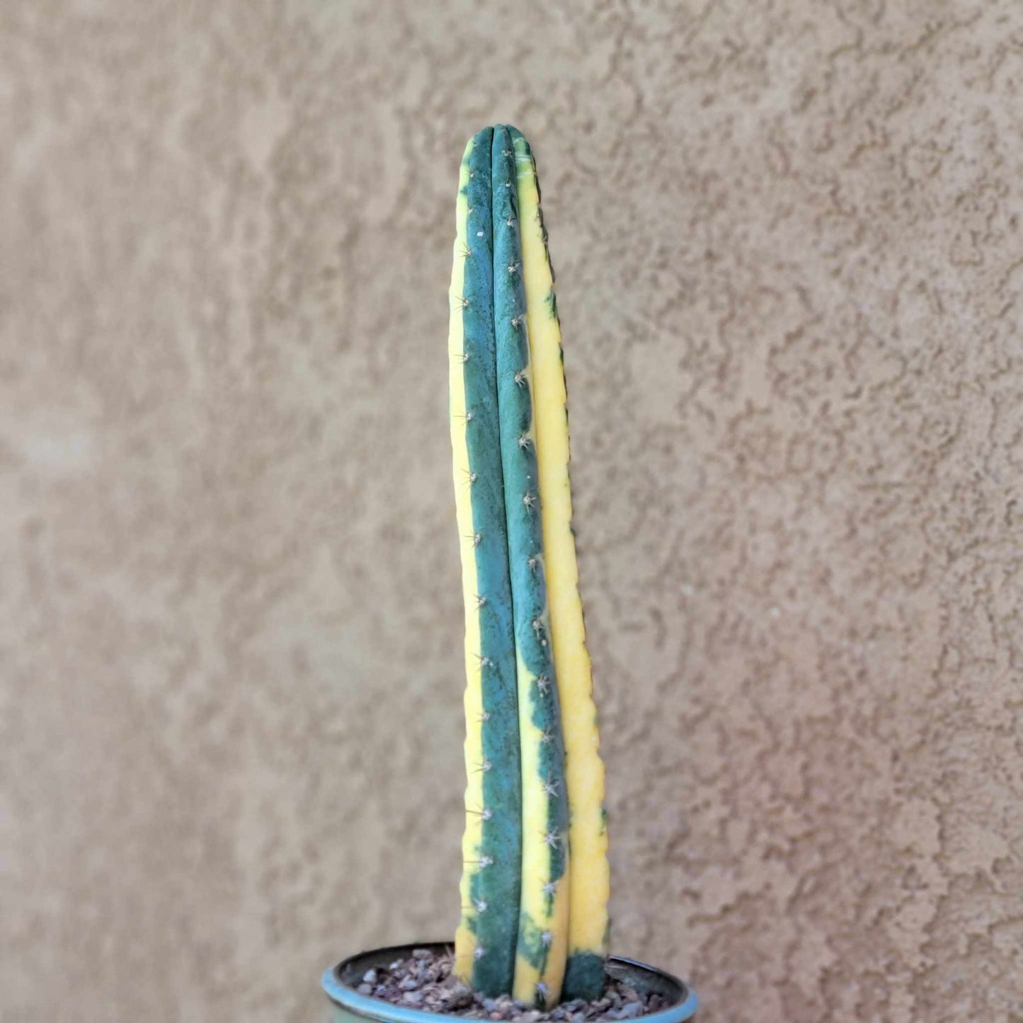 Trichocereus pachanoi variegata – Variegated San Pedro Cactus