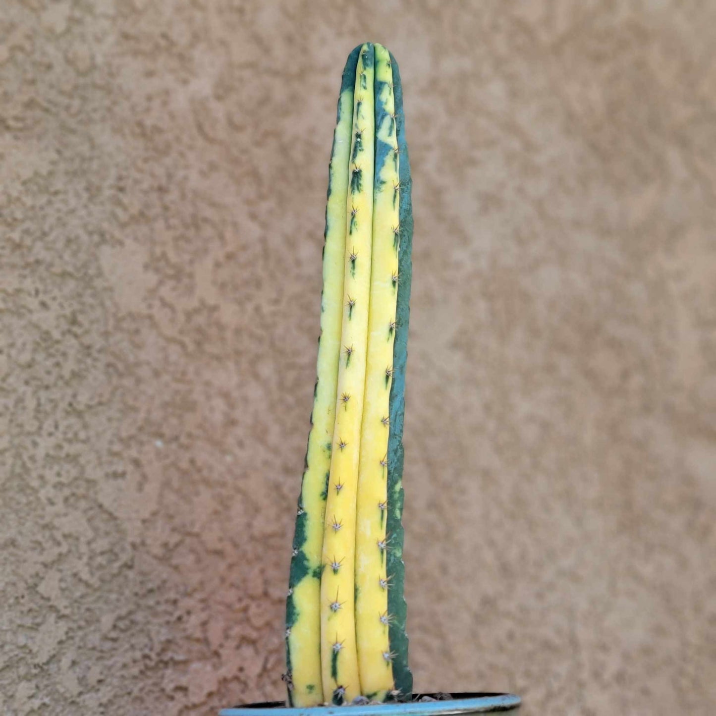 Trichocereus pachanoi variegata – Variegated San Pedro Cactus
