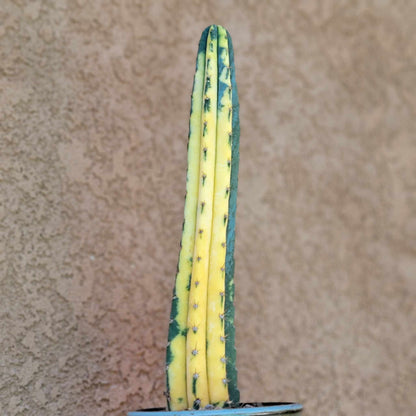 Trichocereus pachanoi variegata – Variegated San Pedro Cactus