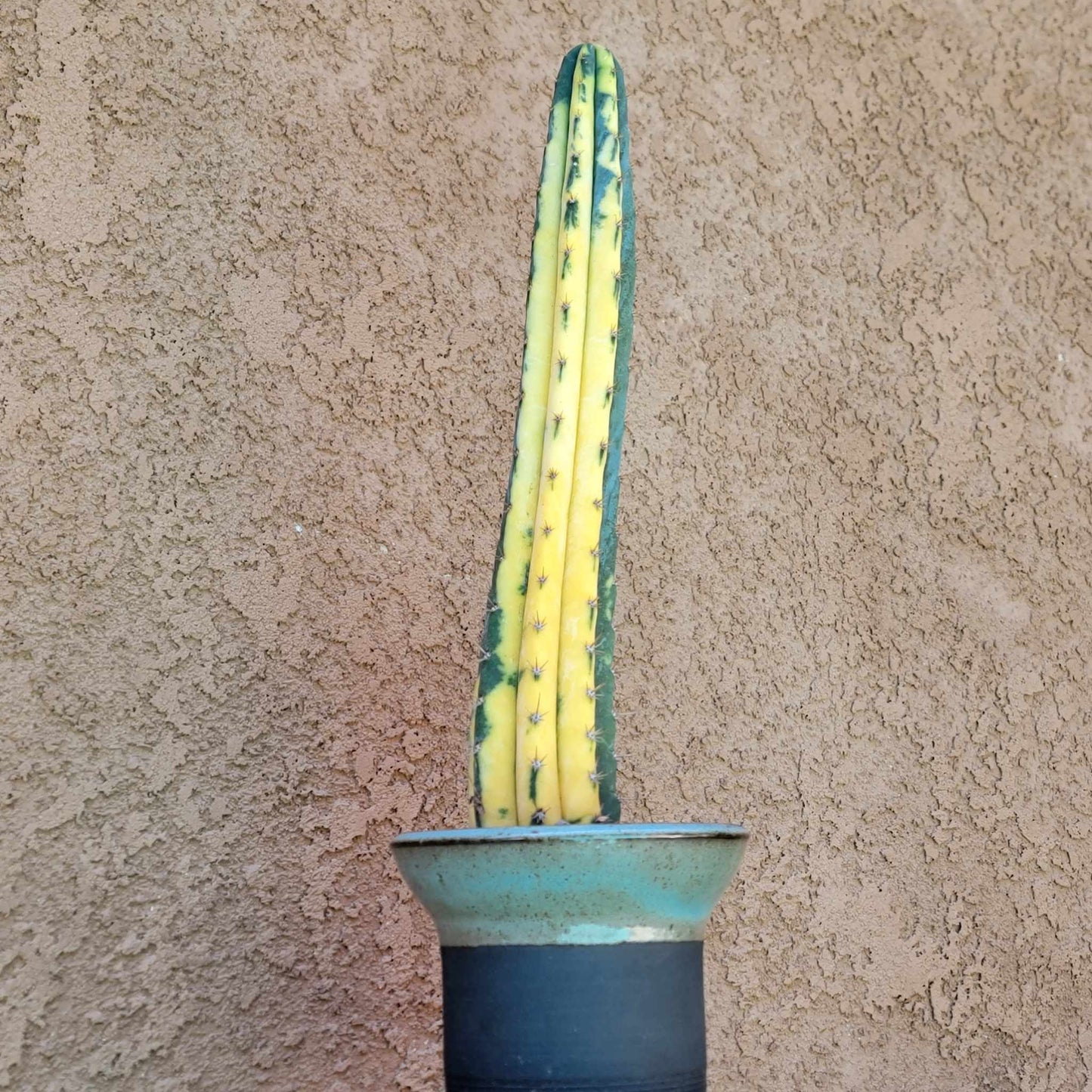 Trichocereus pachanoi variegata – Variegated San Pedro Cactus