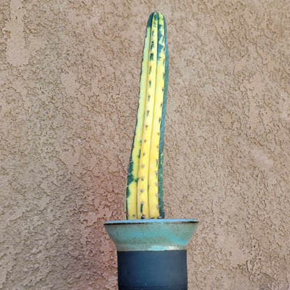 Trichocereus pachanoi variegata – Variegated San Pedro Cactus
