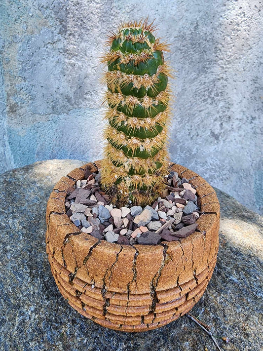 Trichocereus spachianus f. supermostruosa  - ‘Super monstrose Golden Torch’ (Cutting)