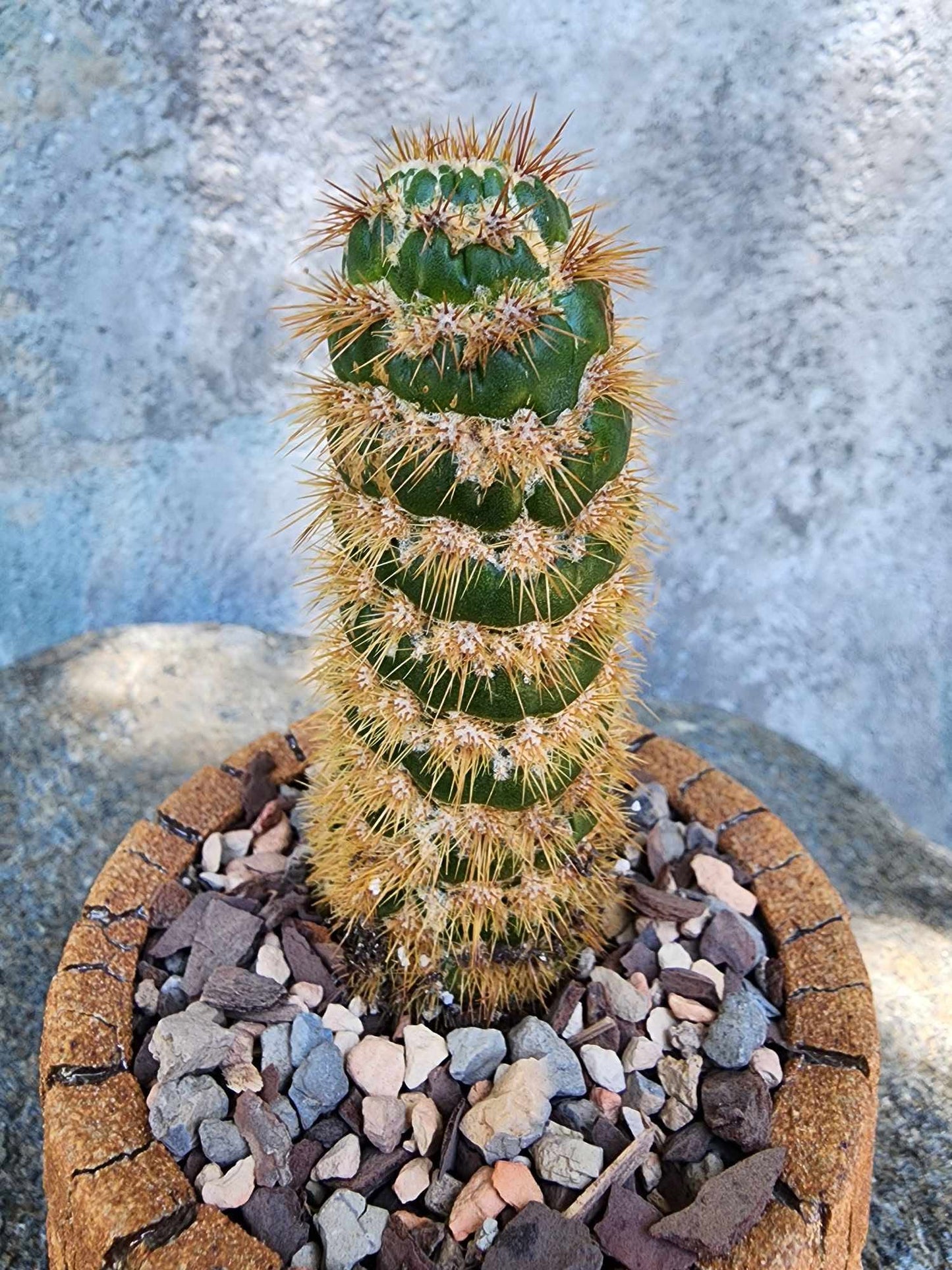 Trichocereus spachianus f. supermostruosa  - ‘Super monstrose Golden Torch’ (Cutting)