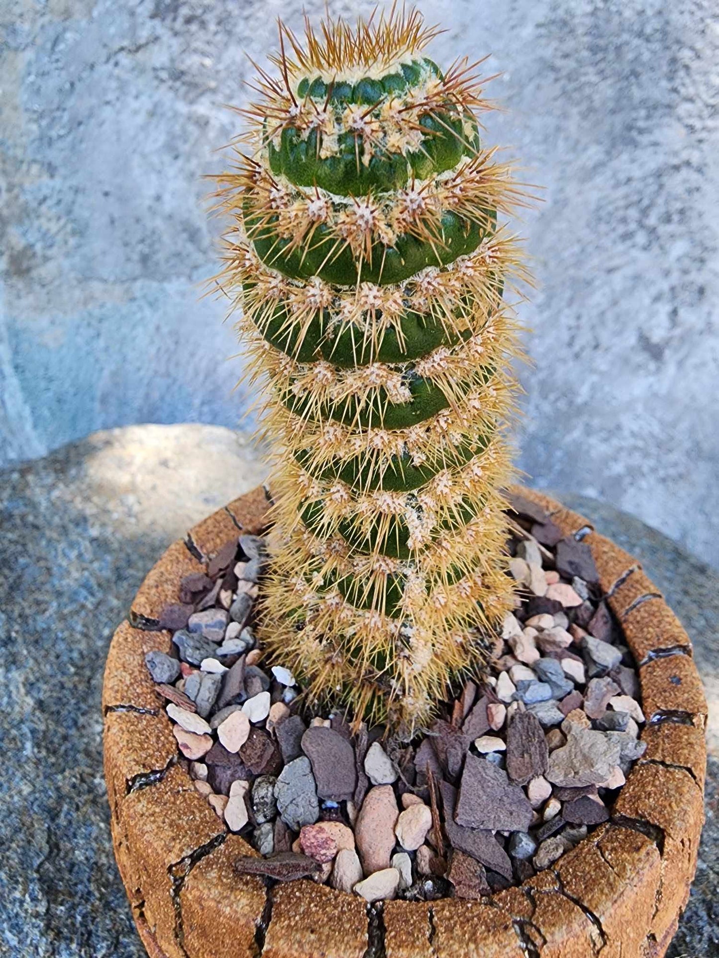 Trichocereus spachianus f. supermostruosa  - ‘Super monstrose Golden Torch’ (Cutting)