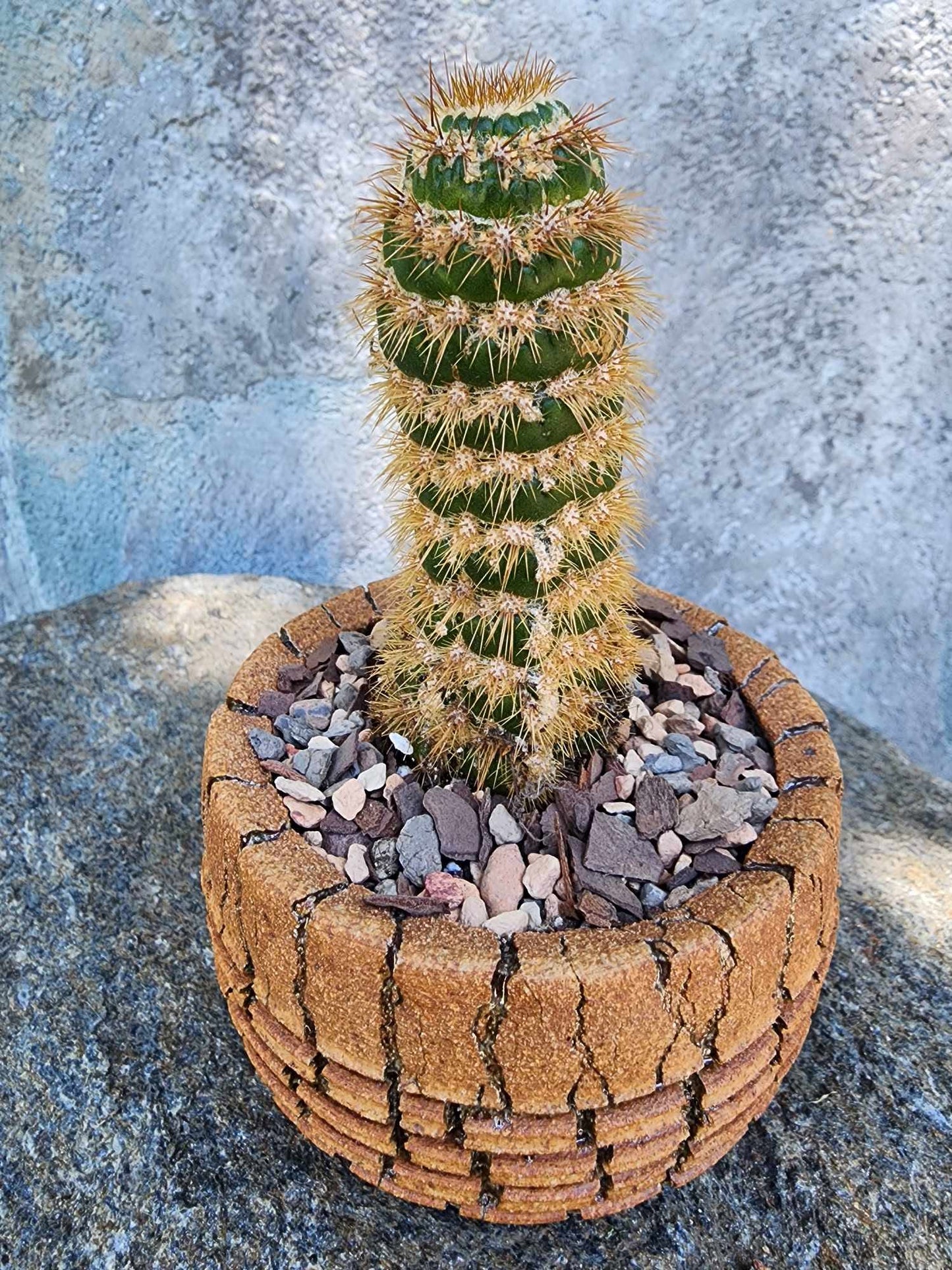 Trichocereus spachianus f. supermostruosa  - ‘Super monstrose Golden Torch’ (Cutting)