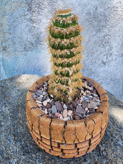 Trichocereus spachianus f. supermostruosa  - ‘Super monstrose Golden Torch’ (Cutting)