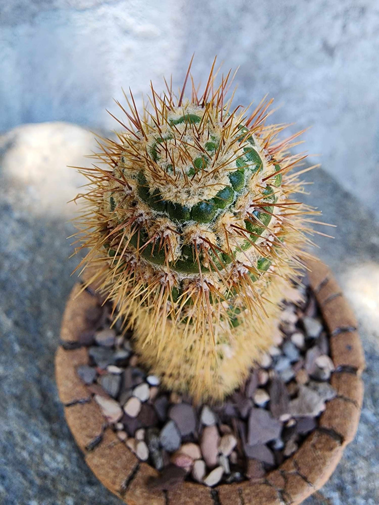 Trichocereus spachianus f. supermostruosa  - ‘Super monstrose Golden Torch’ (Cutting)