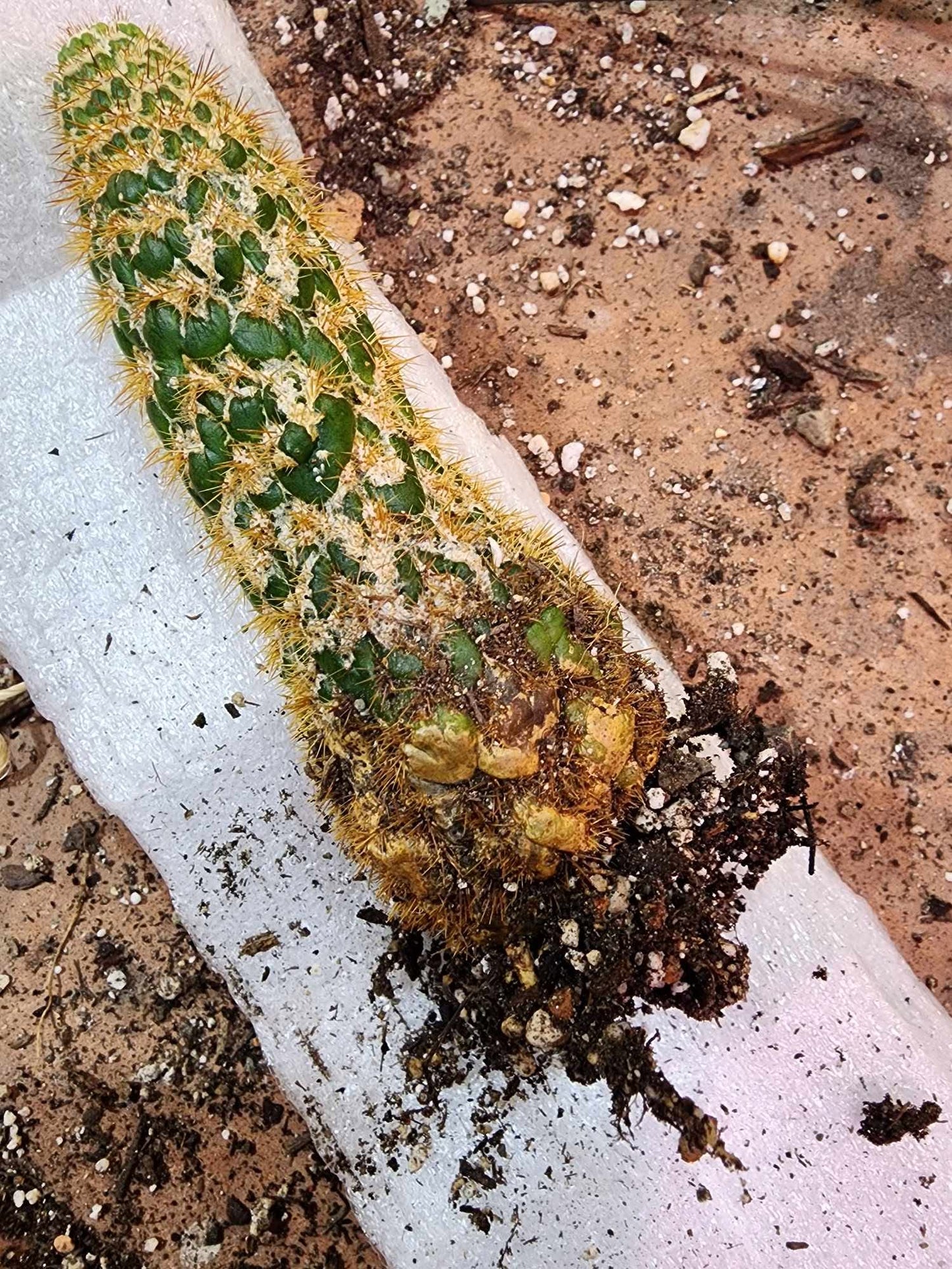 Trichocereus spachianus f. supermostruosa  - ‘Super monstrose Golden Torch’ (Cutting)