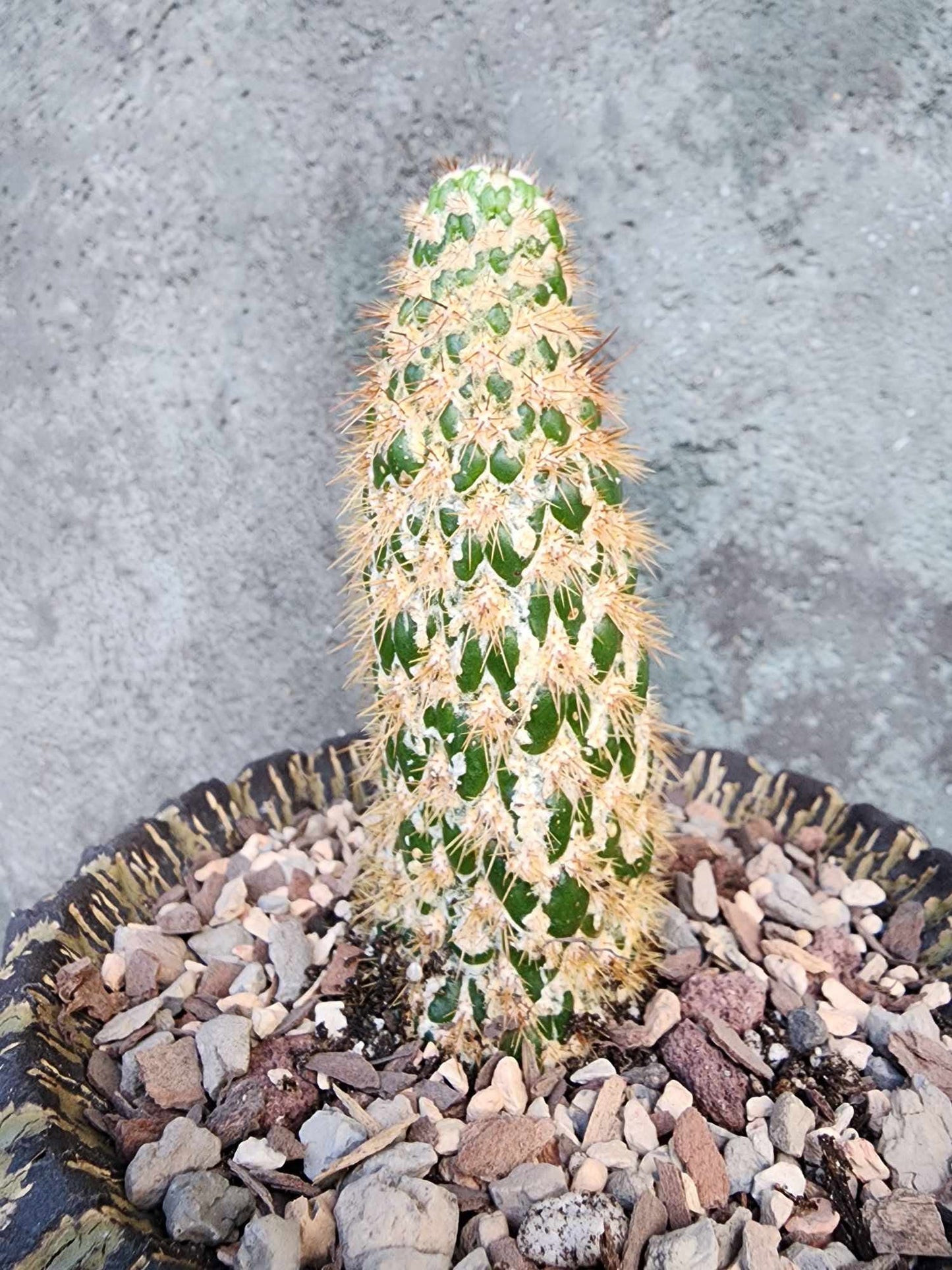 Trichocereus spachianus f. supermostruosa  - ‘Super monstrose Golden Torch’ (Cutting)