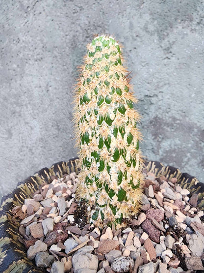Trichocereus spachianus f. supermostruosa  - ‘Super monstrose Golden Torch’ (Cutting)