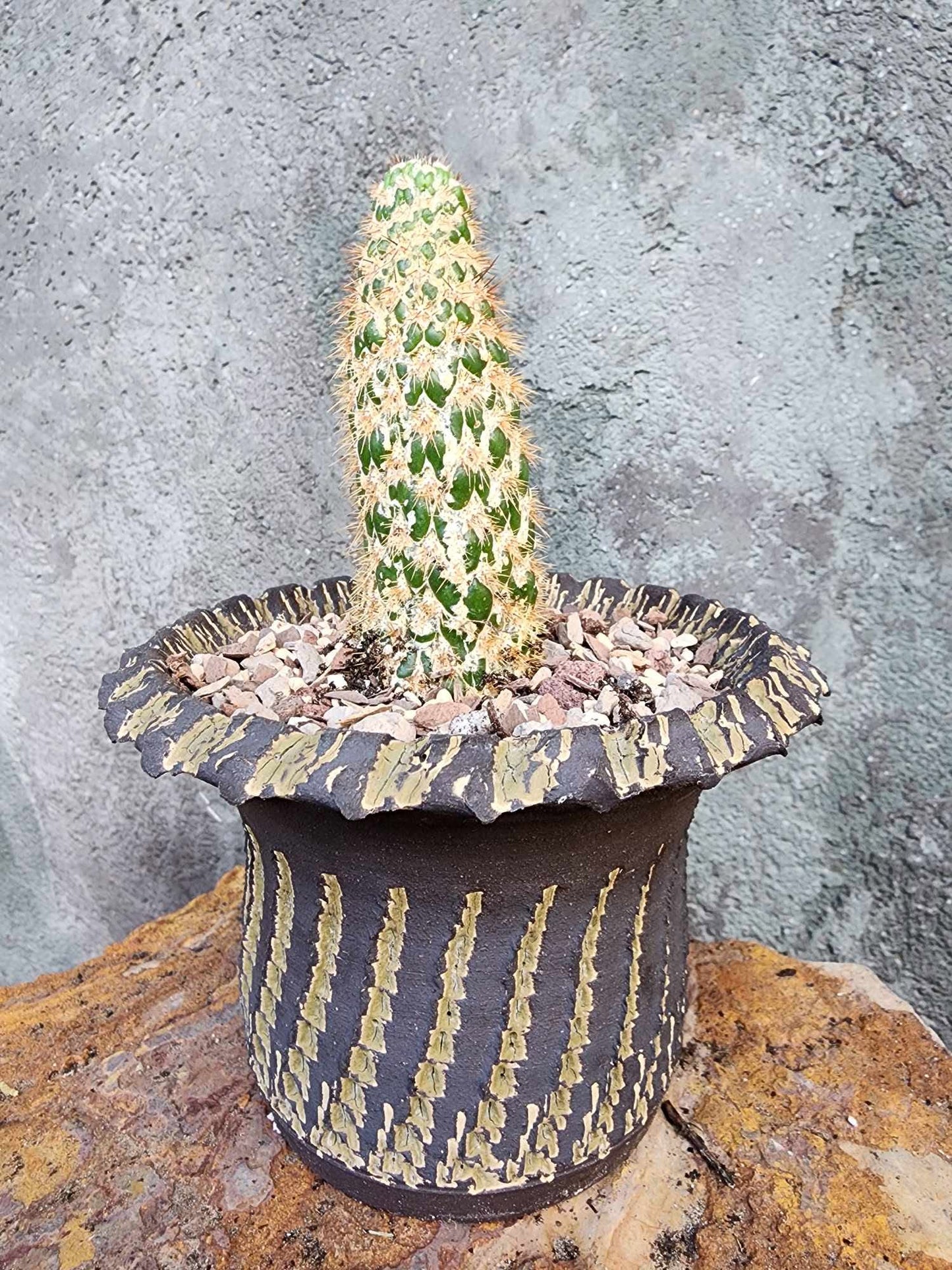 Trichocereus spachianus f. supermostruosa  - ‘Super monstrose Golden Torch’ (Cutting)