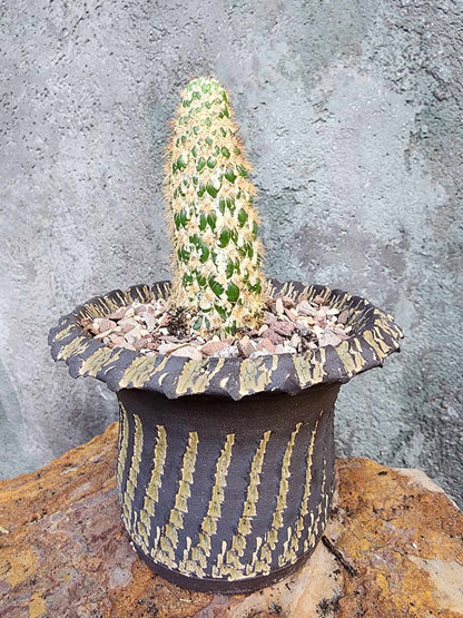Trichocereus spachianus f. supermostruosa  - ‘Super monstrose Golden Torch’ (Cutting)