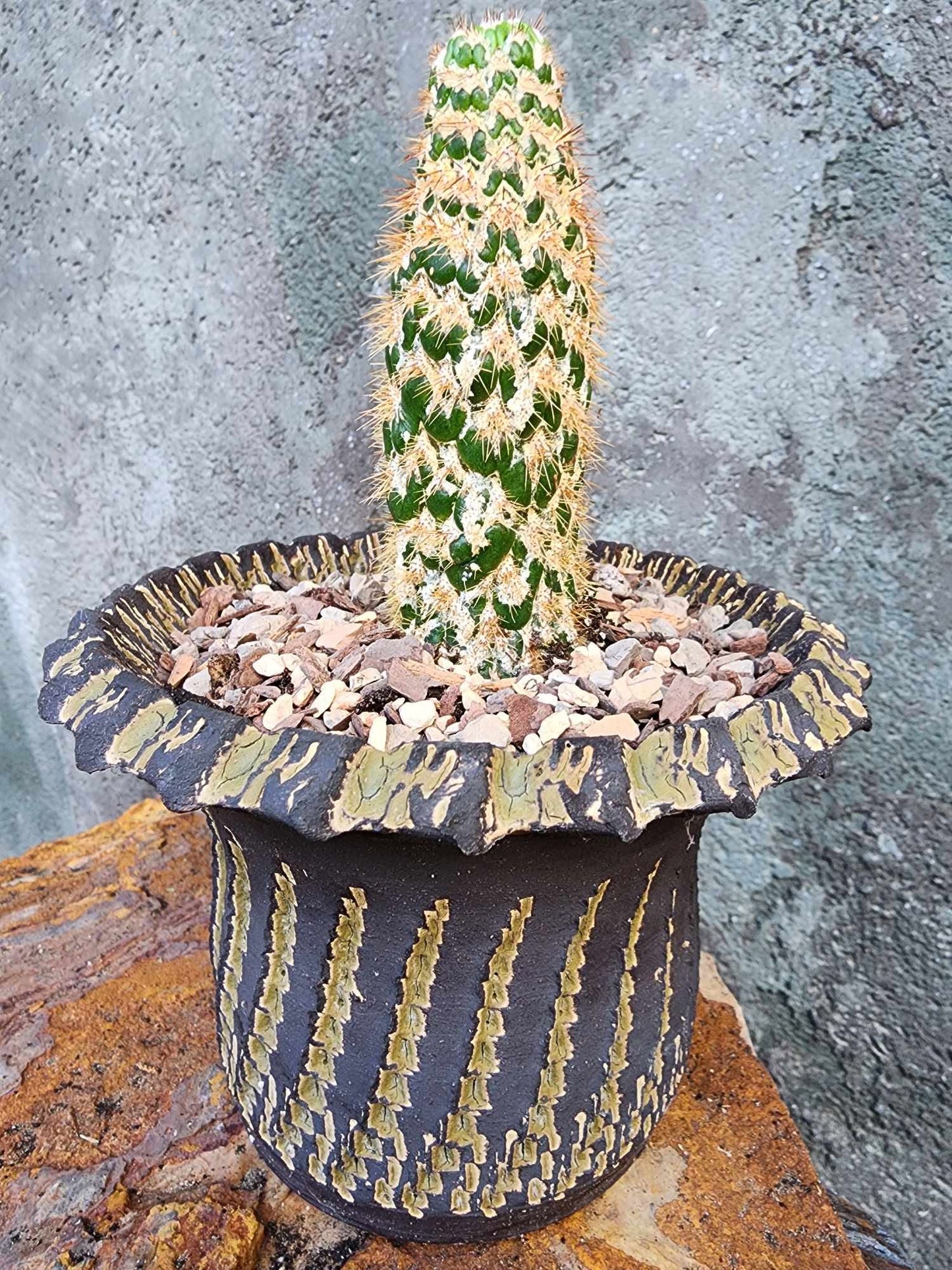 Trichocereus spachianus f. supermostruosa  - ‘Super monstrose Golden Torch’ (Cutting)