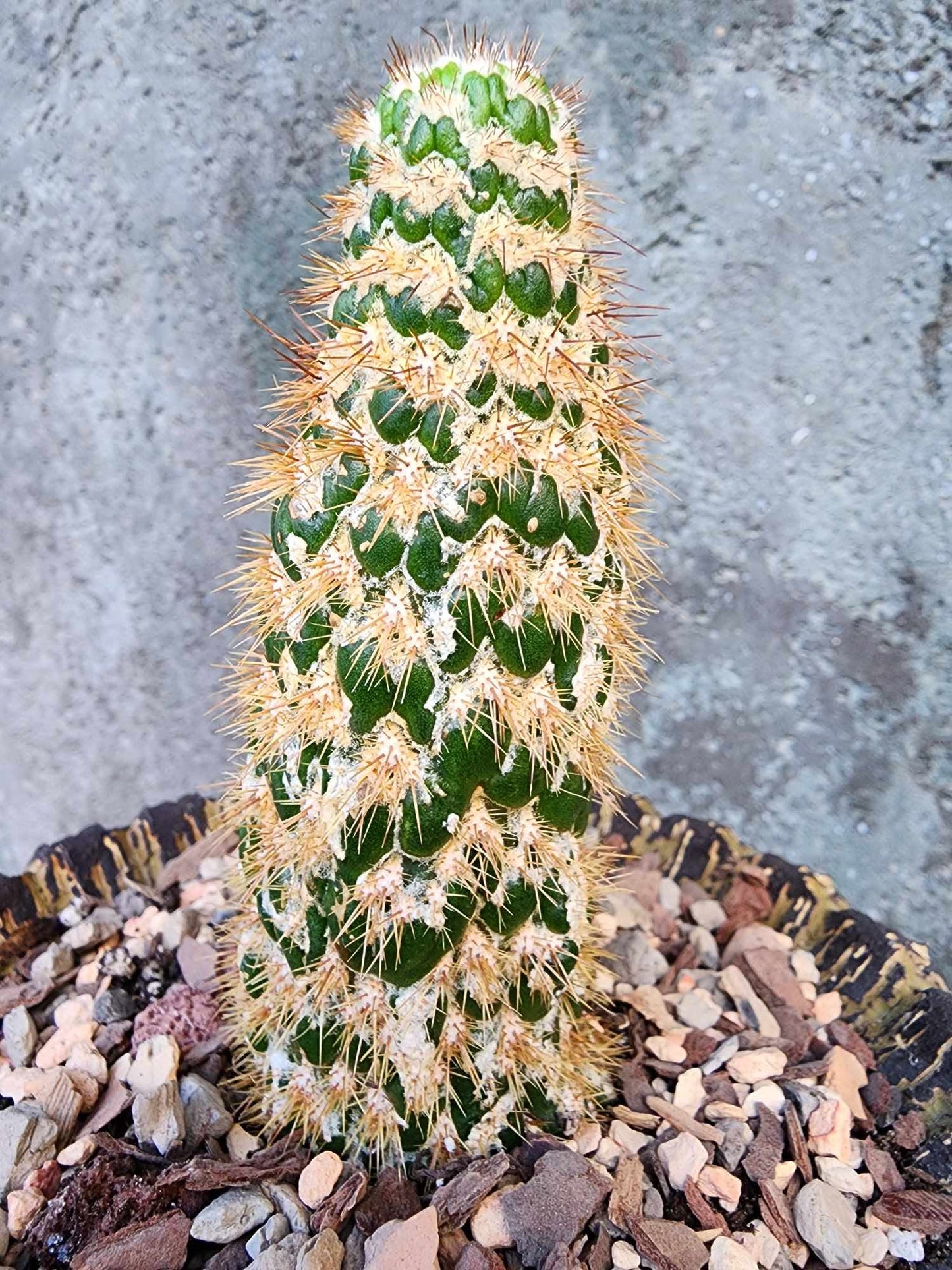 Trichocereus spachianus f. supermostruosa  - ‘Super monstrose Golden Torch’ (Cutting)