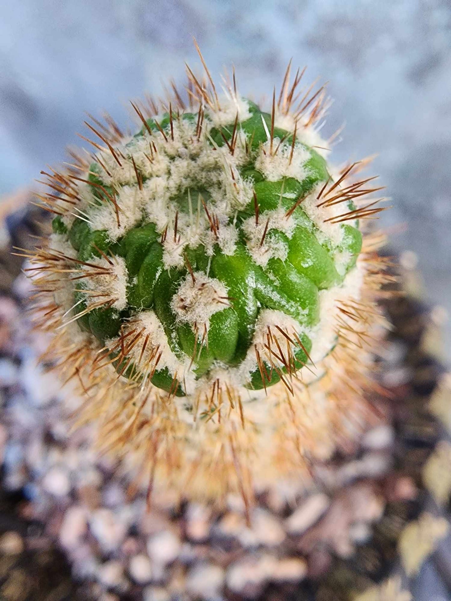 Trichocereus spachianus f. supermostruosa  - ‘Super monstrose Golden Torch’ (Cutting)
