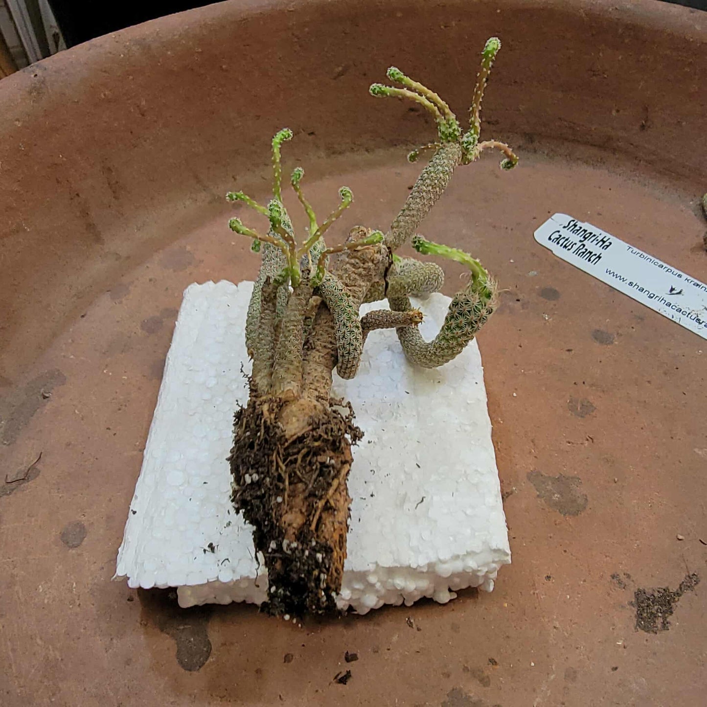 Turbinicarpus krainzianus