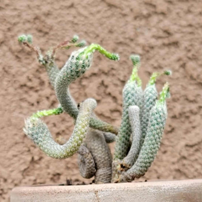 Turbinicarpus krainzianus