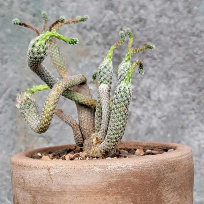 Turbinicarpus krainzianus