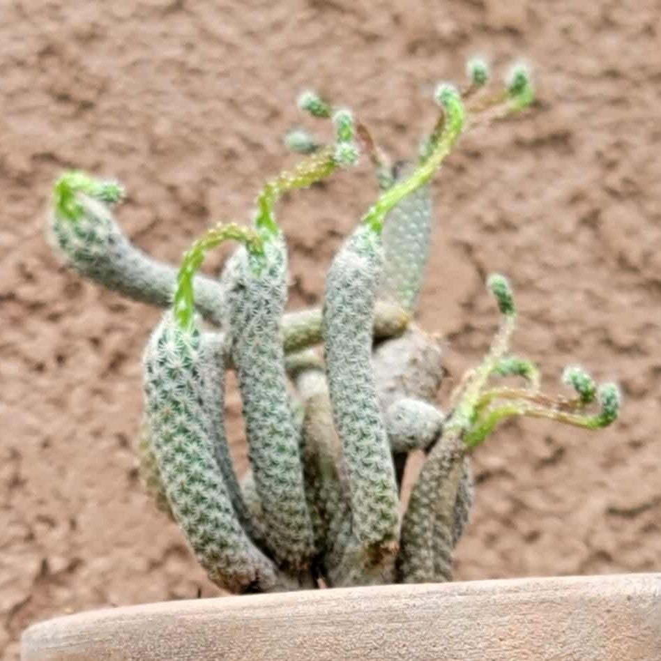 Turbinicarpus krainzianus
