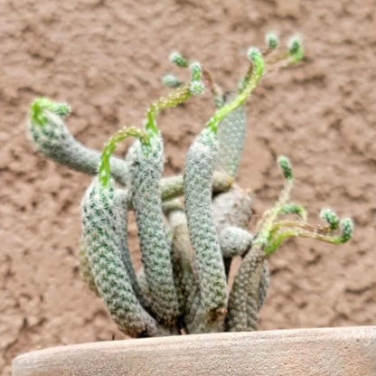 Turbinicarpus krainzianus