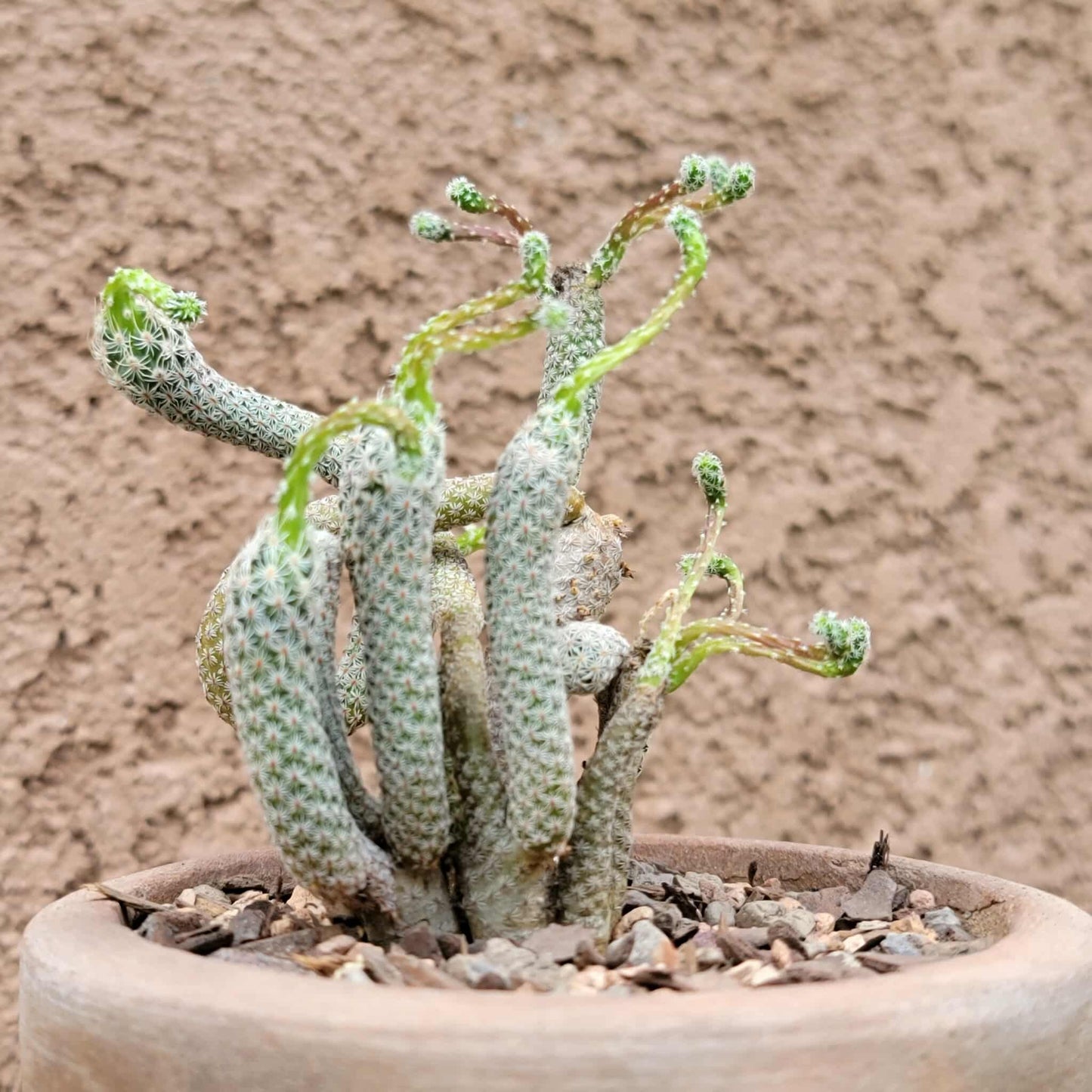 Turbinicarpus krainzianus
