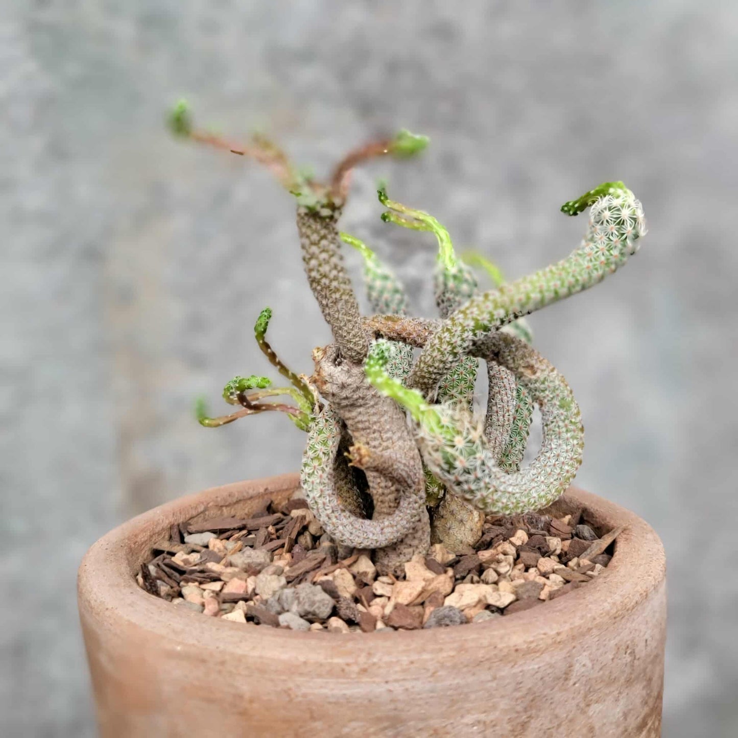 Turbinicarpus krainzianus