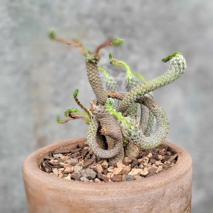 Turbinicarpus krainzianus
