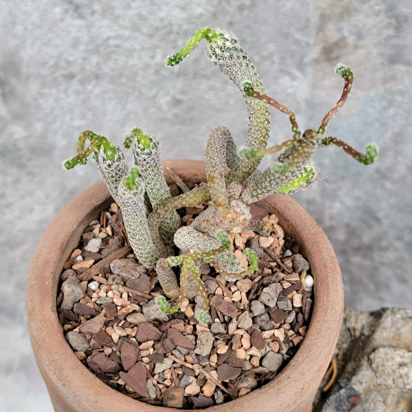 Turbinicarpus krainzianus