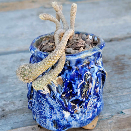 Turbinicarpus krainzianus - Last one!