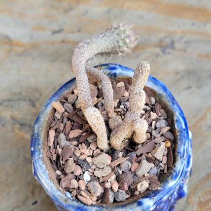 Turbinicarpus krainzianus - Last one!